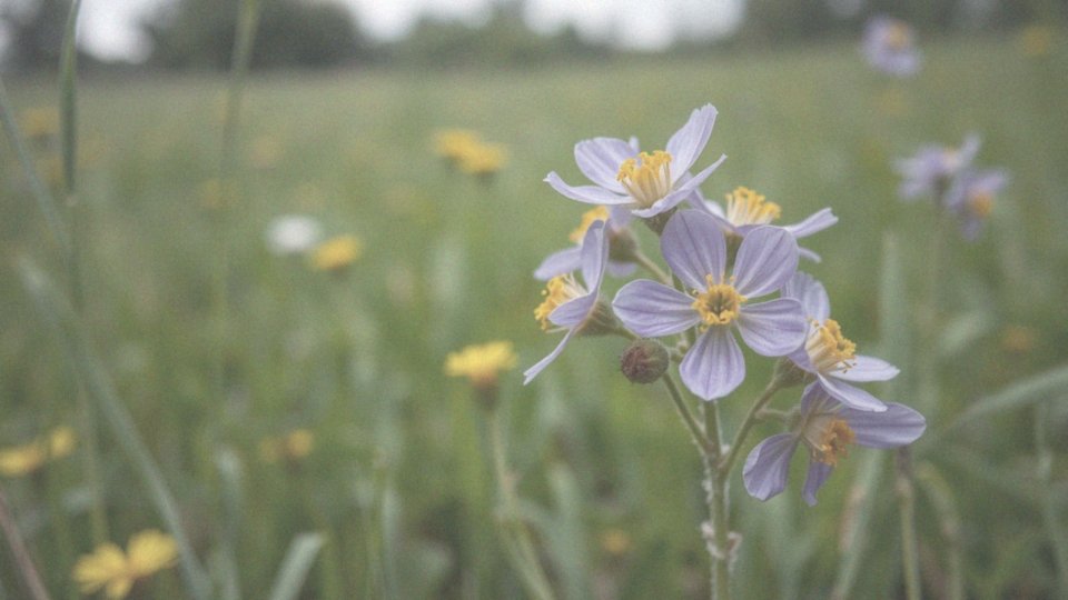 Jakie są naturalne źródła pokarmu dla młodych pszczół?