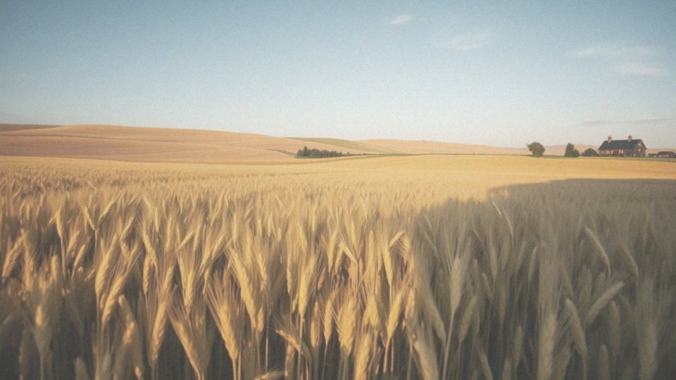 Jakie są korzyści z odpowiedniego nawożenia pszenicy?