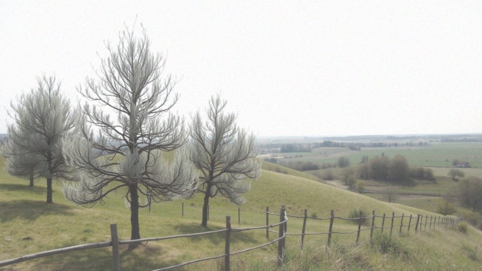 Jakie wysokości osiągają różne odmiany tamaryszka?